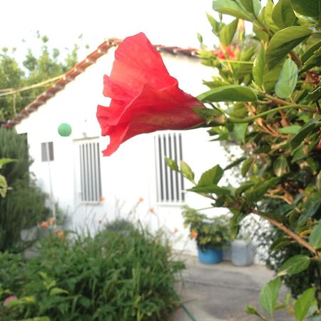 Pension Zoi Kolymbia Bagian luar foto