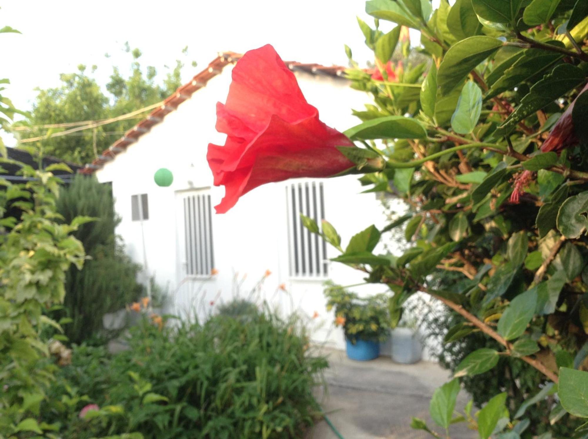 Pension Zoi Kolymbia Bagian luar foto
